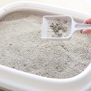 Cát vệ sinh cho mèo
